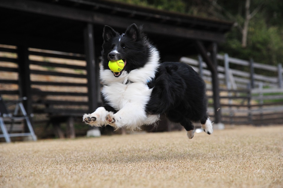 puppy running with Tennis Ball