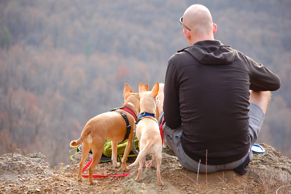 man with dogs hiking