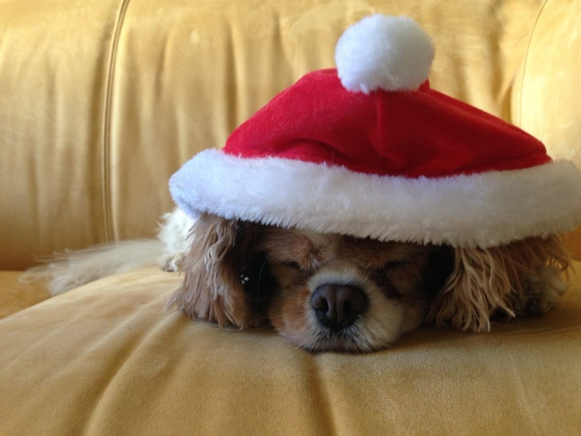 puppy sleeping wearing a Santa Claus hat