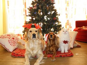 pet-proof-christmas-tree