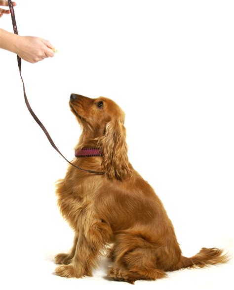 dog being trained with a treat