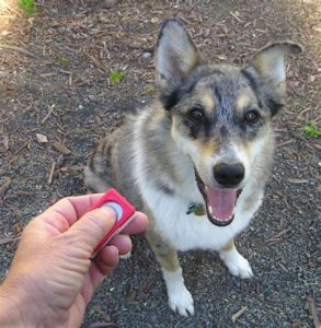 dog training clicker