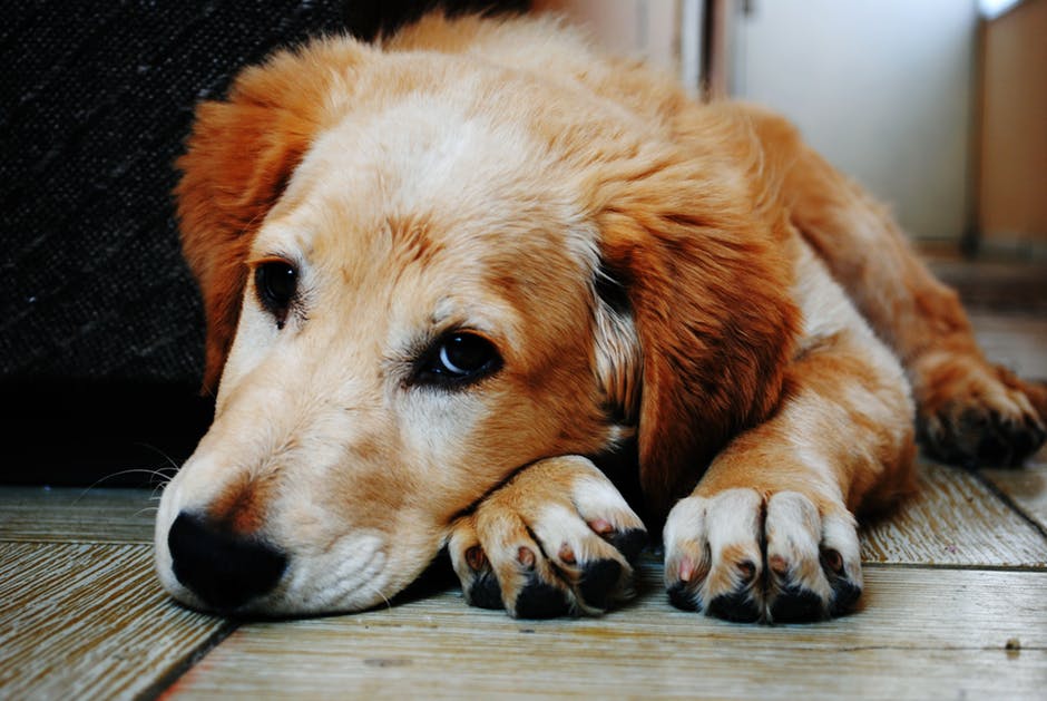 housebreak-an-older-dog-how-to-guide-therapy-pet