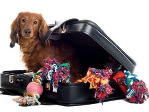 dog packing suitcase