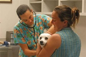 dogs vaccination