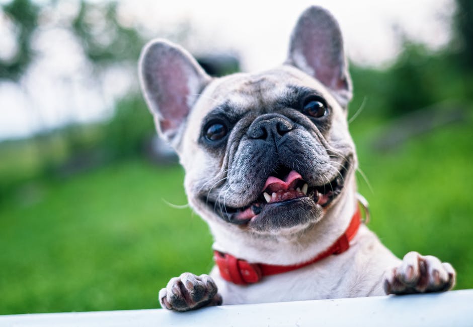 cute french bulldog in the park