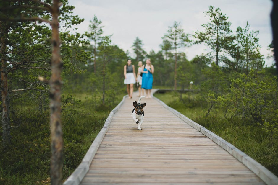 Like Humans, All Dogs Need Social Interaction