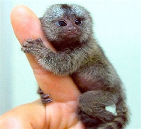 owning a finger monkey