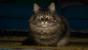 norweigan forest cat