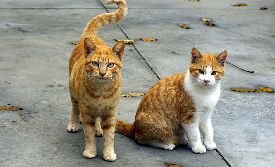 picture of two cute cats