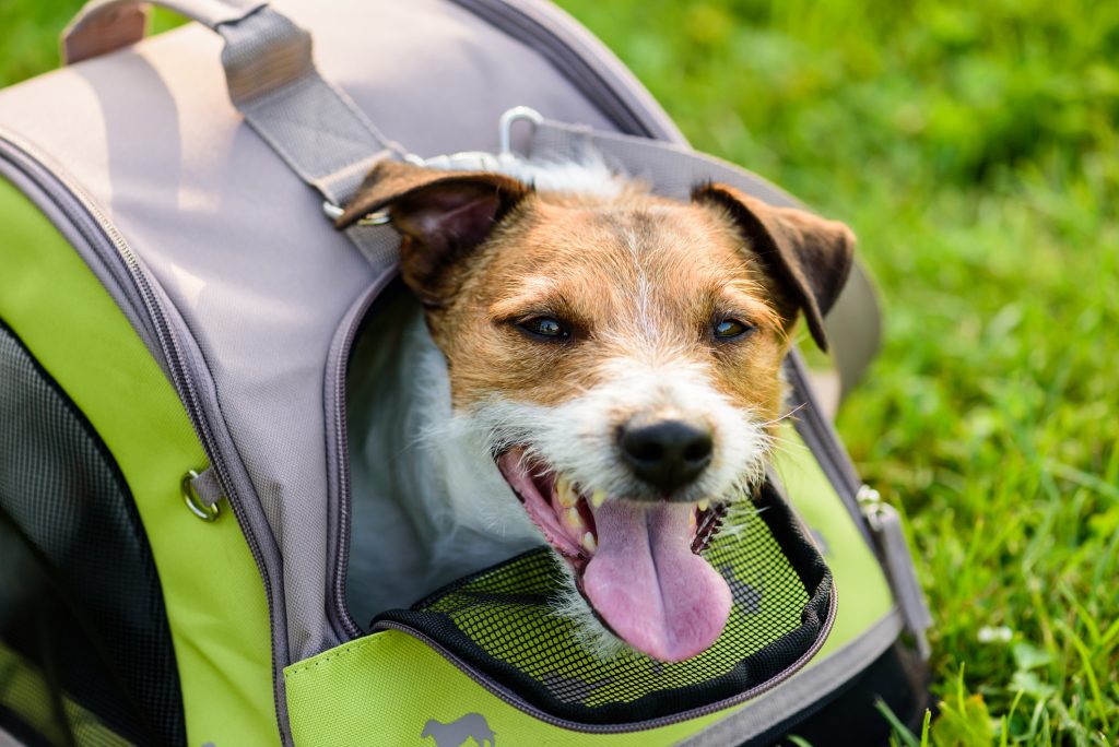 Jack Russell Terrier inside pet tote on green grass