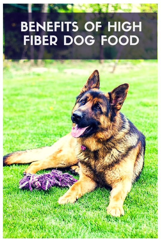 High Fiber Dog Foods That'll Make Any Tail Wag | Therapy Pet