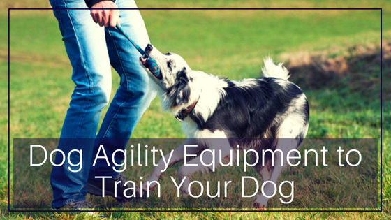 Dog doing agility training