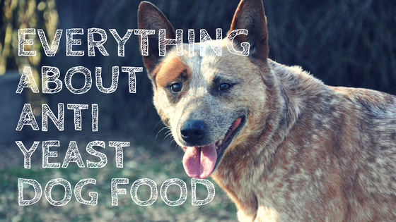 Everything About Anti Yeast Dog Food