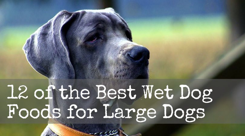 Wet Foods for Dogs