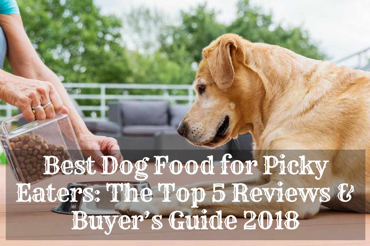 Dog Food Any Picky Eater Will Enjoy Therapy Pet