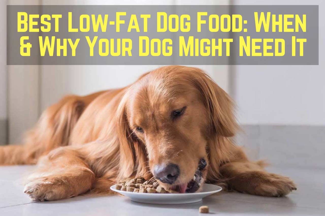 Best Low-Fat Dog Food: When & Why Your Dog Might Need It