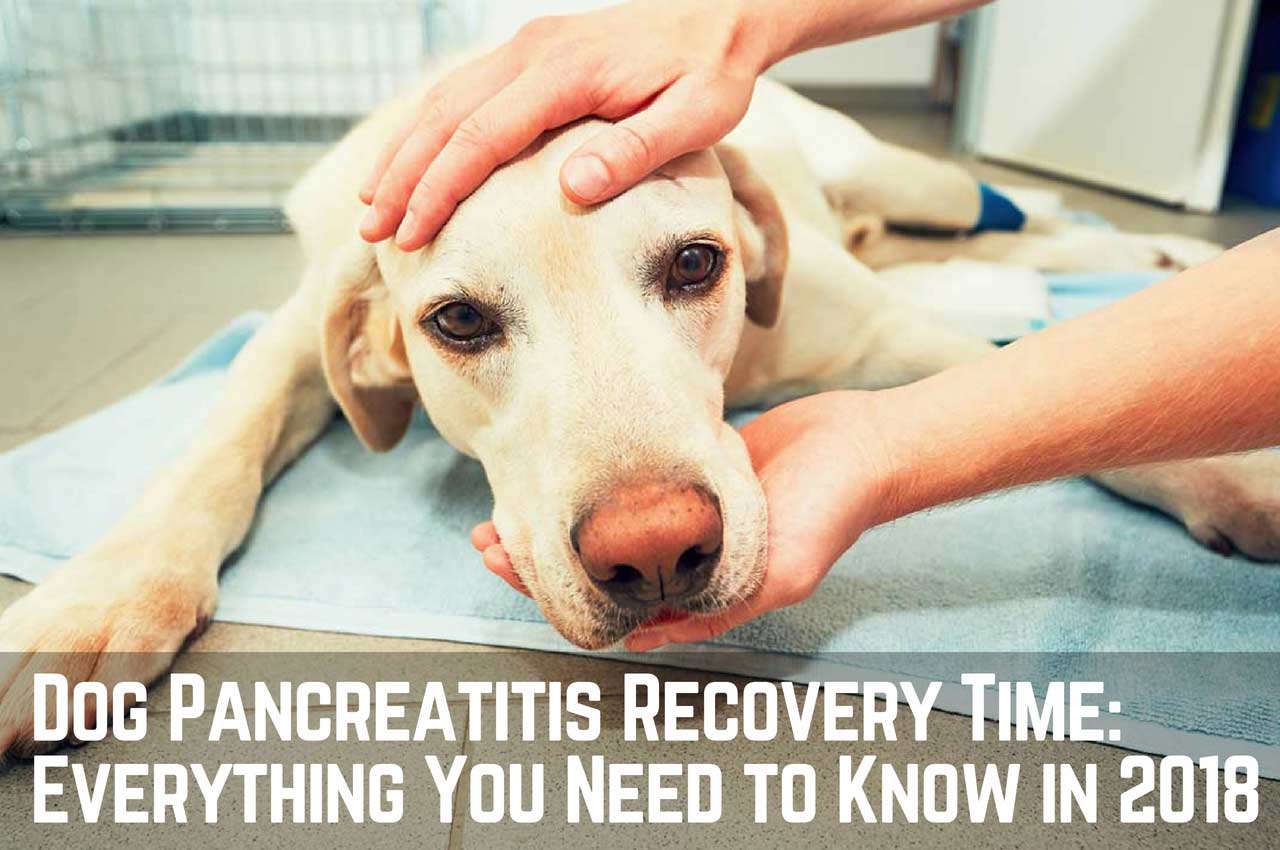 pancreatitis-in-dogs-treatment-and-what-to-feed-dogs-naturally