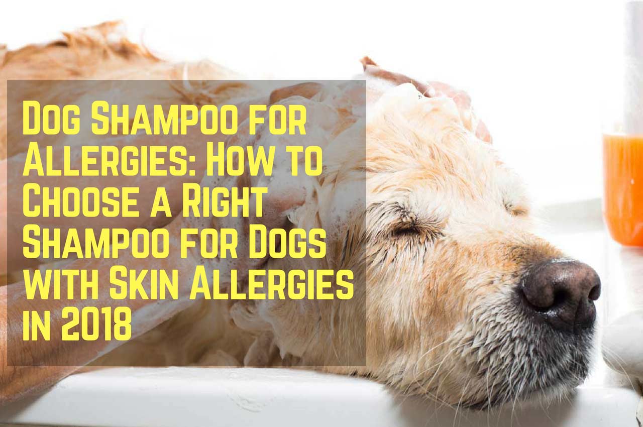 How to Choose a Right Shampoo for Dogs with Skin Allergies in 2019