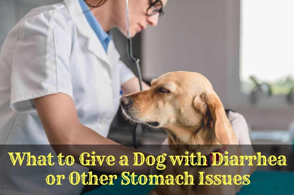 Does Your Dog Have Diarrhea Do This Therapy Pet