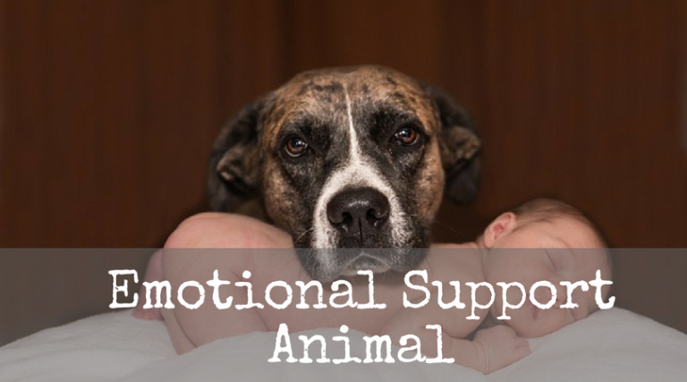 How Many Emotional Support Animals Can You Have Therapy Pet how-many-emotional-support-animals-can-you-have-therapy-pet