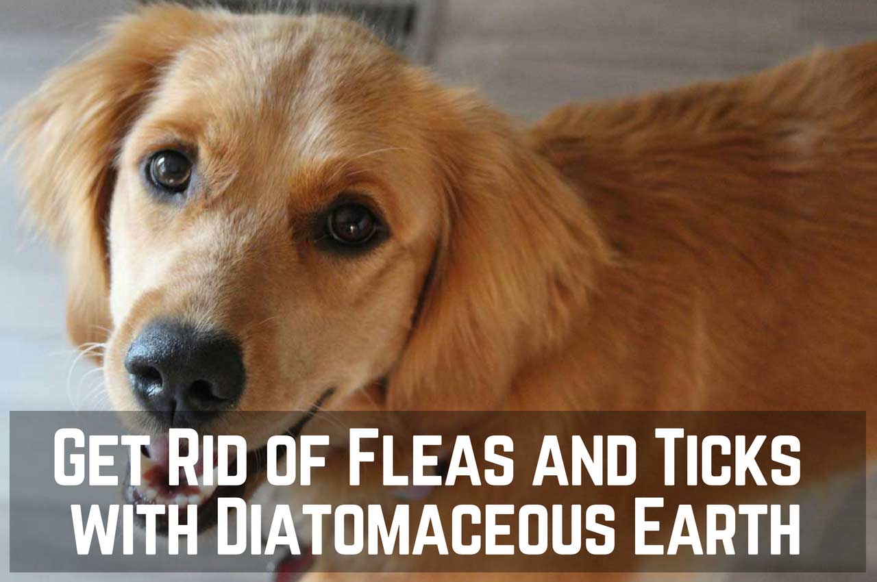 Get Rid of Fleas and Ticks with Diatomaceous Earth