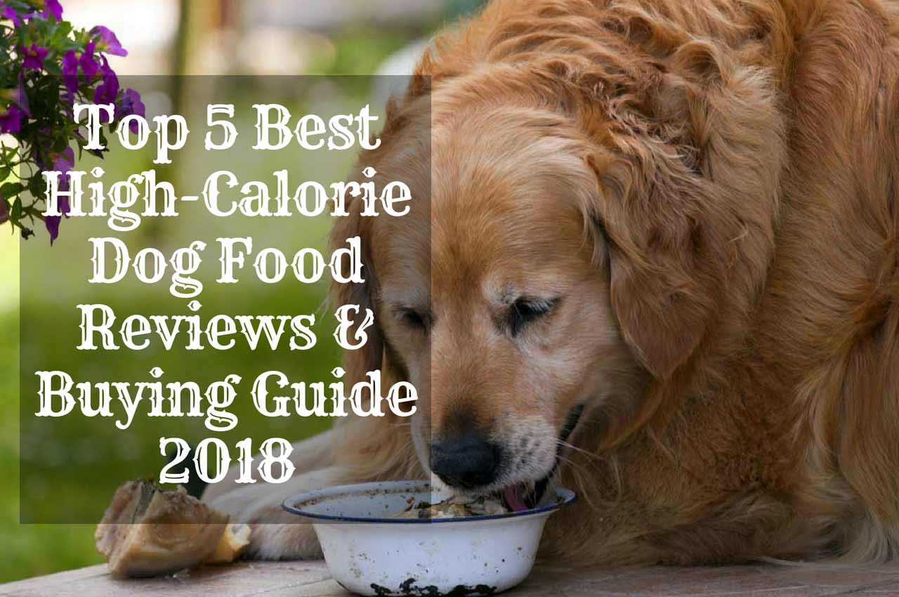 high calorie dog food