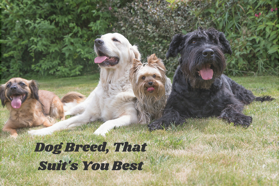 Which Dog Breed Will Suit You Best