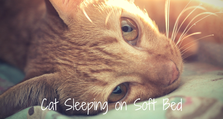 Cat Sleeping on Soft Bed
