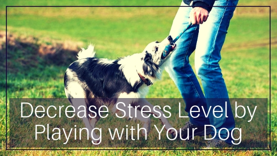 Decrease Stress Level by Playing with Your Dog