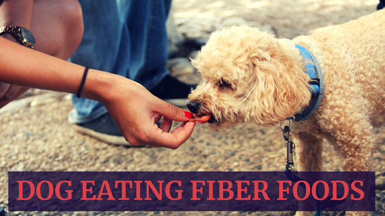 Dog Eating Fiber Foods
