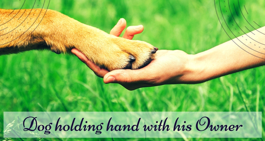 Dog holding hand with his Owner
