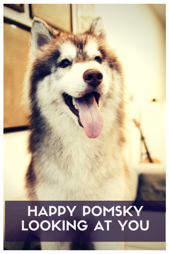 Happy Pomsky Looking at you