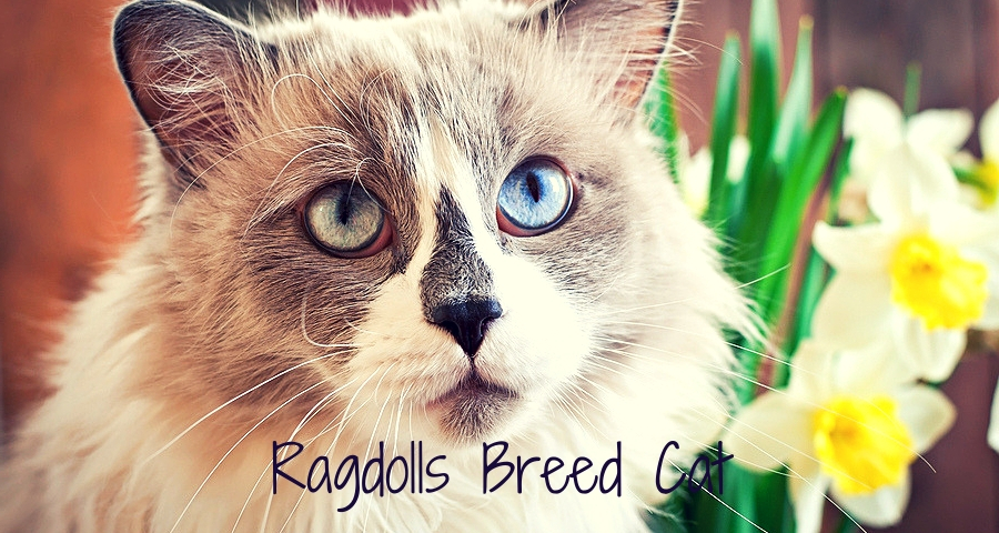 Ragdoll cat breed and a vase of narcissus