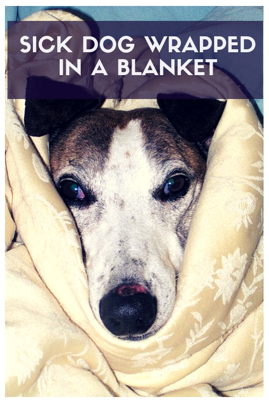 Sick dog wrapped in a blanket