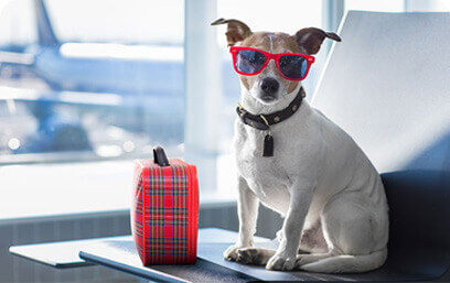 Support Animal Wearing Sunglasses In Airport