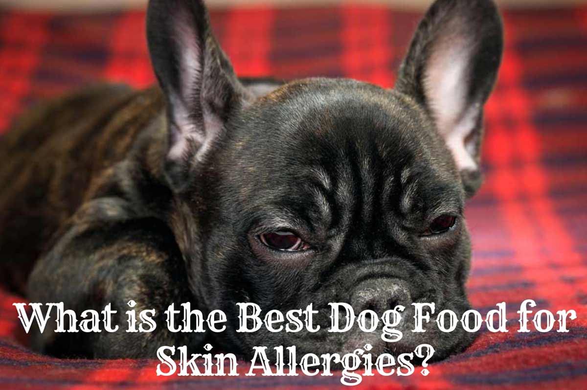 What Is the Best Dog Food for Skin Allergies?