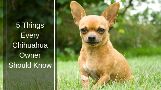 5 Things Every Chihuahua Owner Should Know