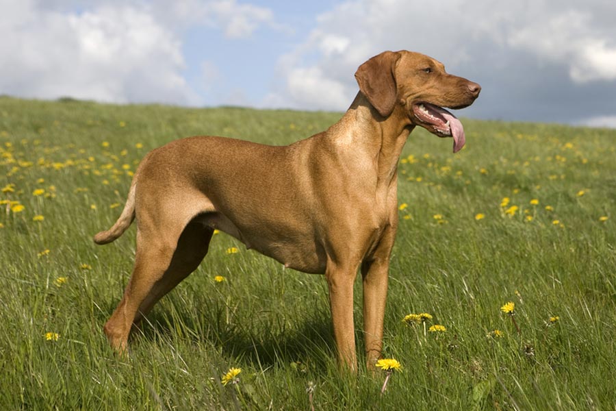 Vizslas: Facts To Know Before Adoption