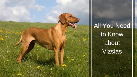All You Need to Know about Vizslas HI
