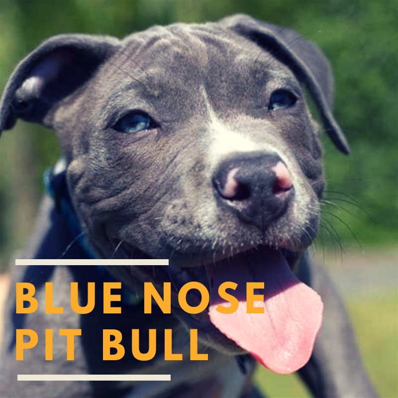 Blue Nose Pit Bull