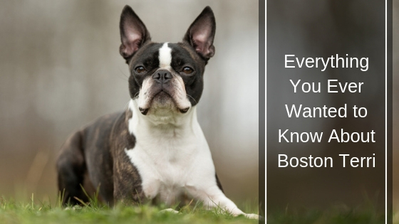 Everything You Ever Wanted to Know About Boston Terri