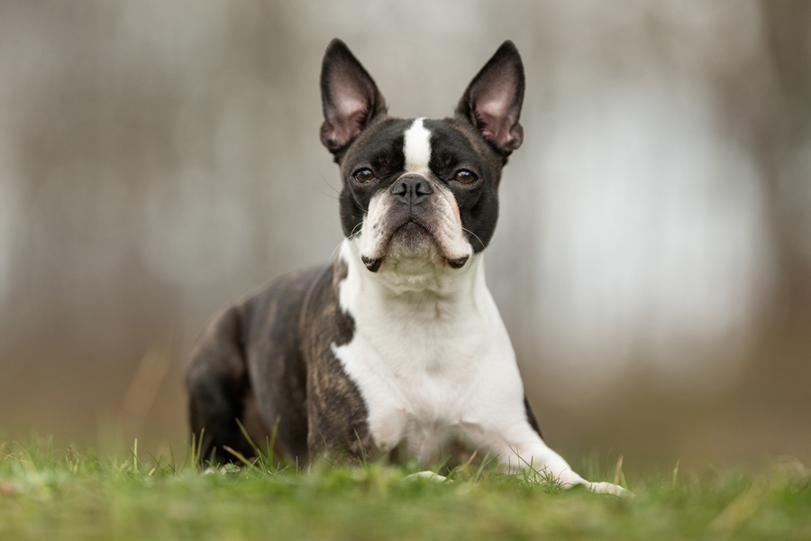 Boston Terriers Little Know Facts About This Breed