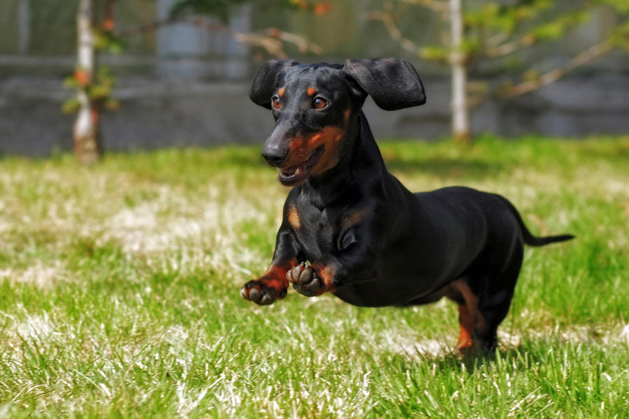 Dachshunds Small, Smart, and Full of Energy!