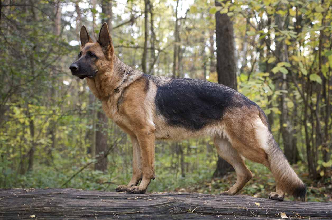 German Shepards Dog Of Your Dreams