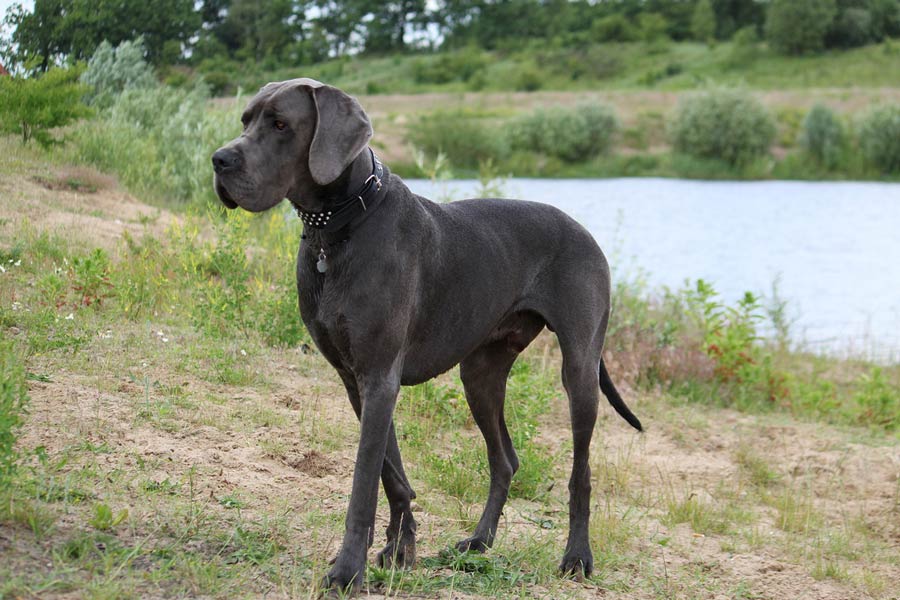 Great Danes: The Gentle Giant of Dog Breeds