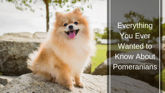 Everything You Ever Wanted to Know About Pomeranians