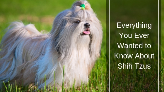 Everything You Ever Wanted to Know About Shih Tzus