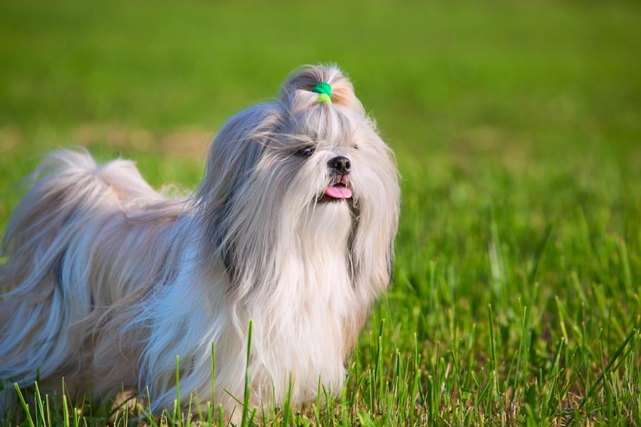 Shih Tzus: The Complete Breed & Care Guide