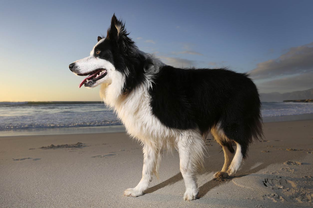 Border Collies What Every Owner Should Know